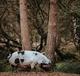 A kunekune pig  in front of two trees - image by Annie Spratt