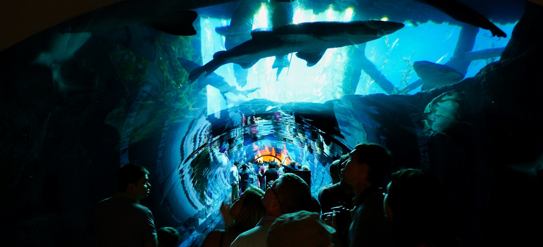Underwater tunnel in an aquarium